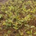 油茶苗#油茶芽苗#广西油茶奶苗#基地大量供应油茶芽苗