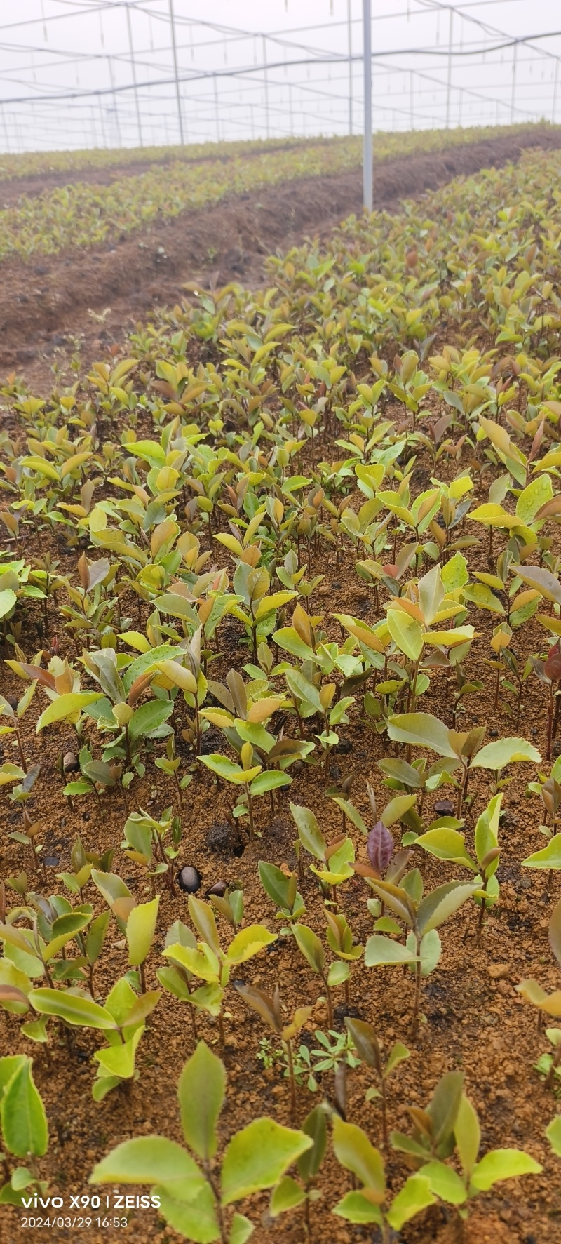 油茶苗#油茶芽苗#广西油茶奶苗#基地大量供应油茶芽苗