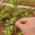 油茶苗#油茶芽苗#广西油茶奶苗#基地大量供应油茶芽苗