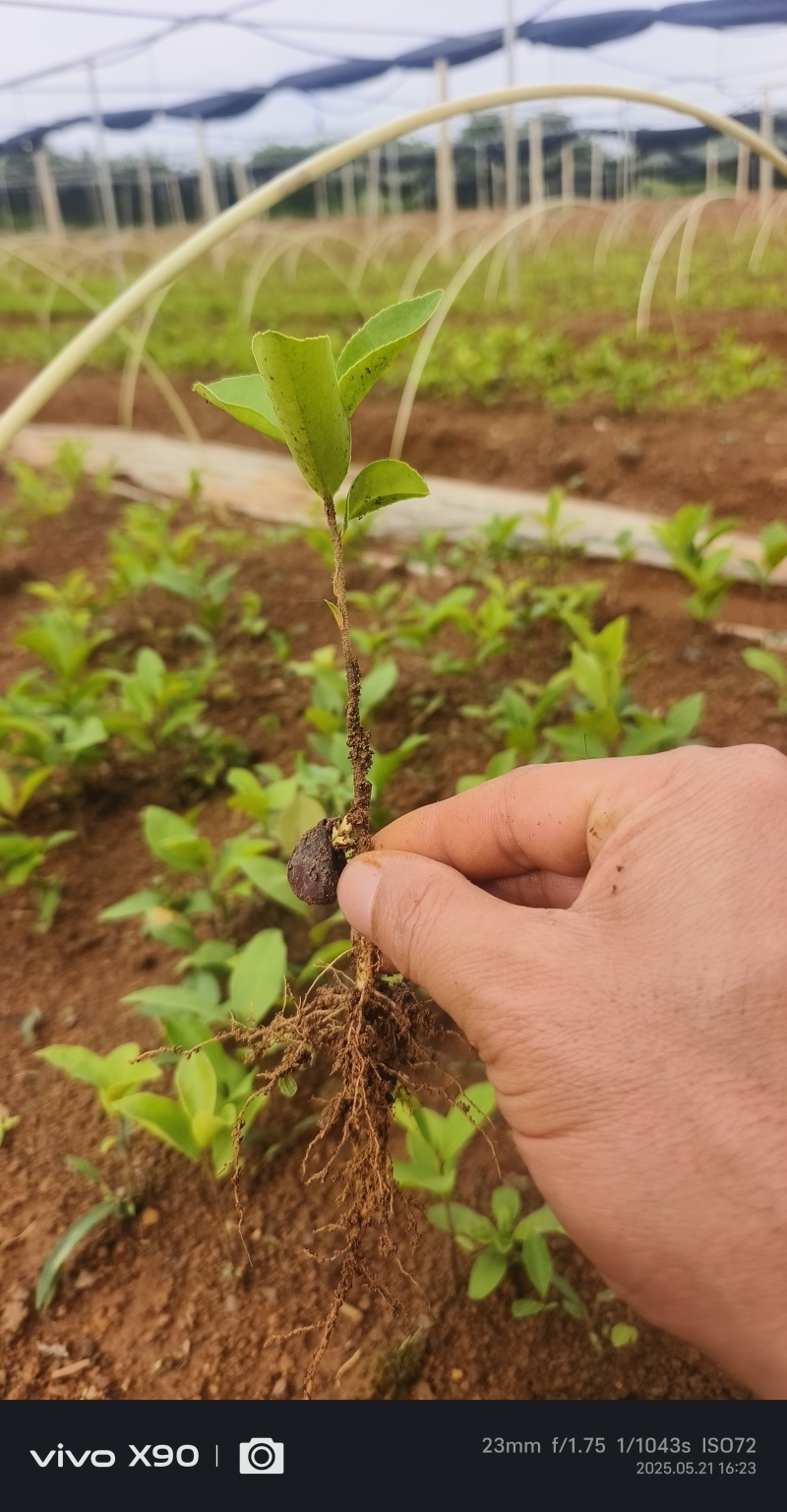 油茶苗#油茶芽苗#广西油茶奶苗#基地大量供应油茶芽苗