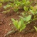 油茶苗#油茶芽苗#广西油茶奶苗#基地大量供应油茶芽苗