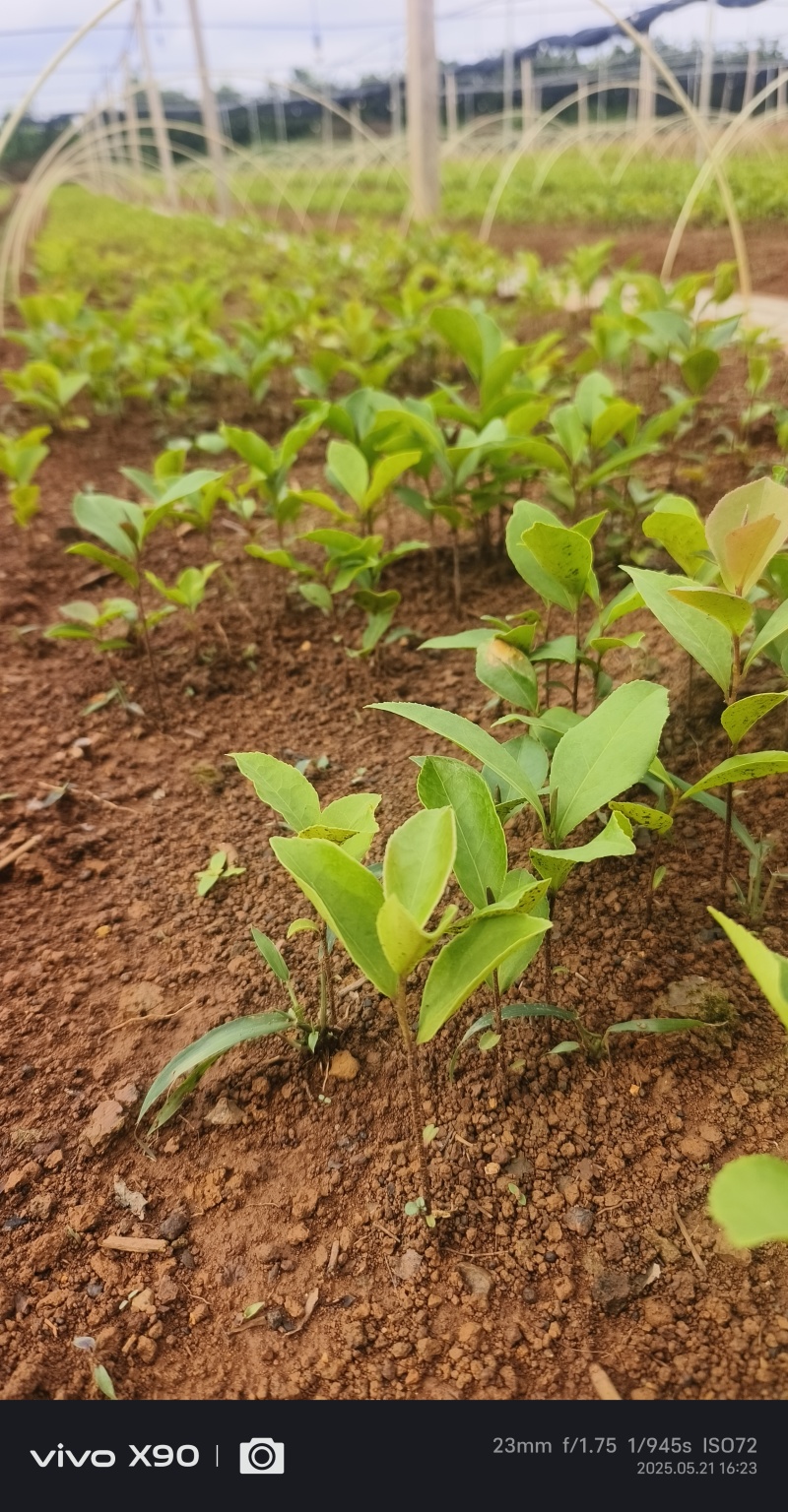 油茶苗#油茶芽苗#广西油茶奶苗#基地大量供应油茶芽苗