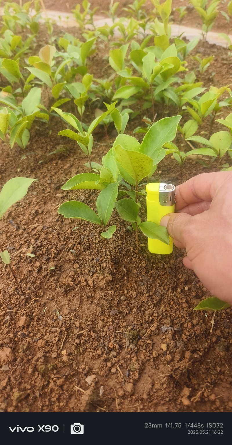 油茶苗#油茶芽苗#广西油茶奶苗#基地大量供应油茶芽苗