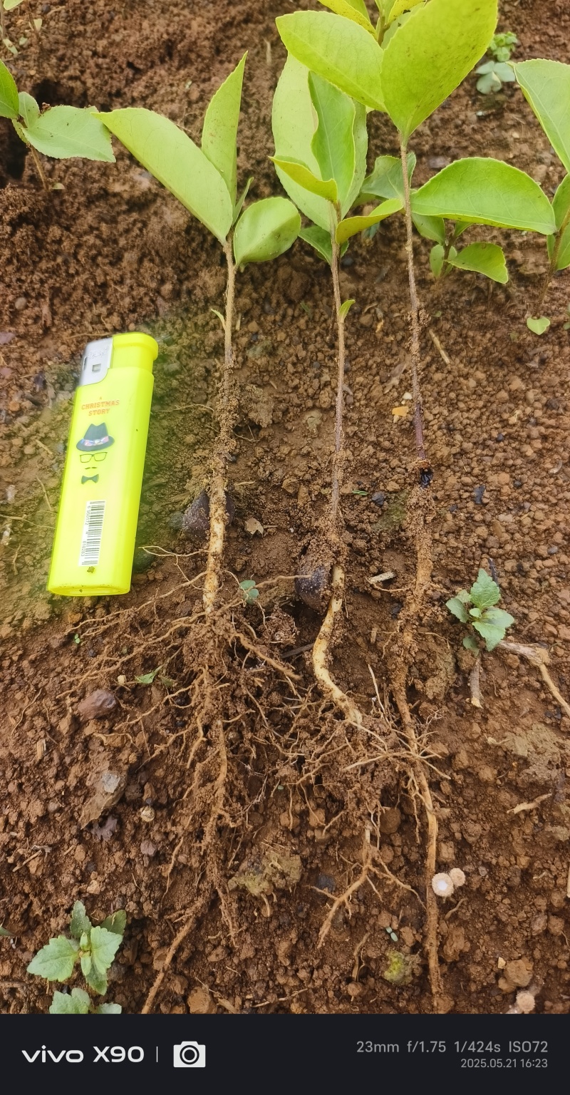 油茶苗#油茶芽苗#广西油茶奶苗#基地大量供应油茶芽苗