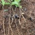 油茶苗#油茶芽苗#广西油茶奶苗#基地大量供应油茶芽苗