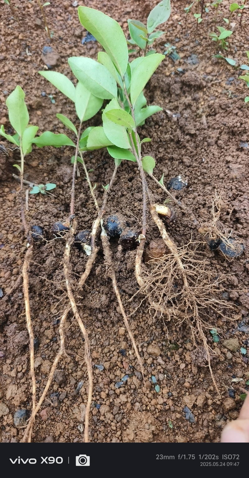 油茶苗#油茶芽苗#广西油茶奶苗#基地大量供应油茶芽苗