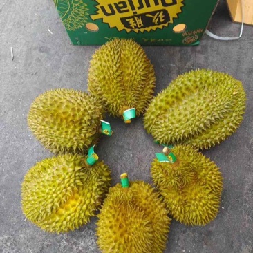 泰国金枕榴莲A果保5房基地直销大量现货