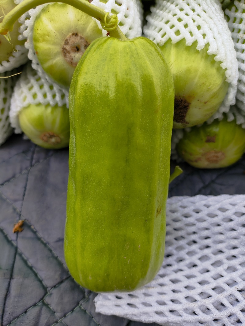 八棱脆瓜