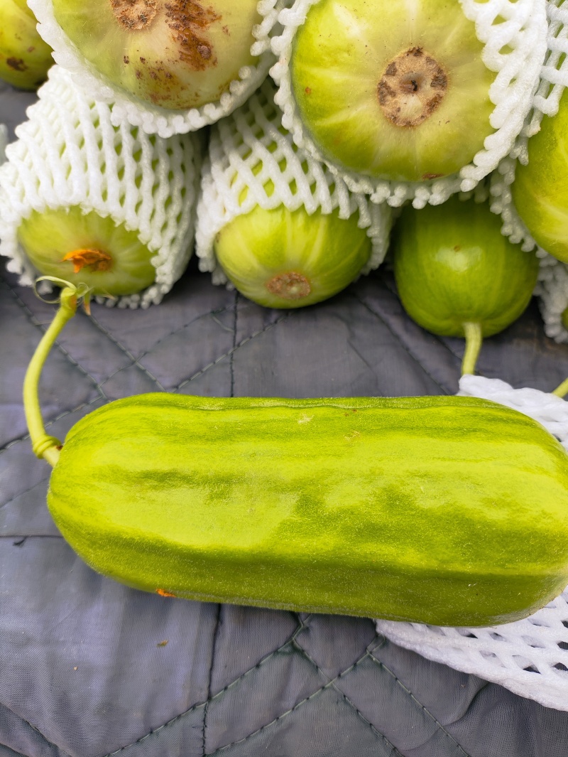 八棱脆瓜