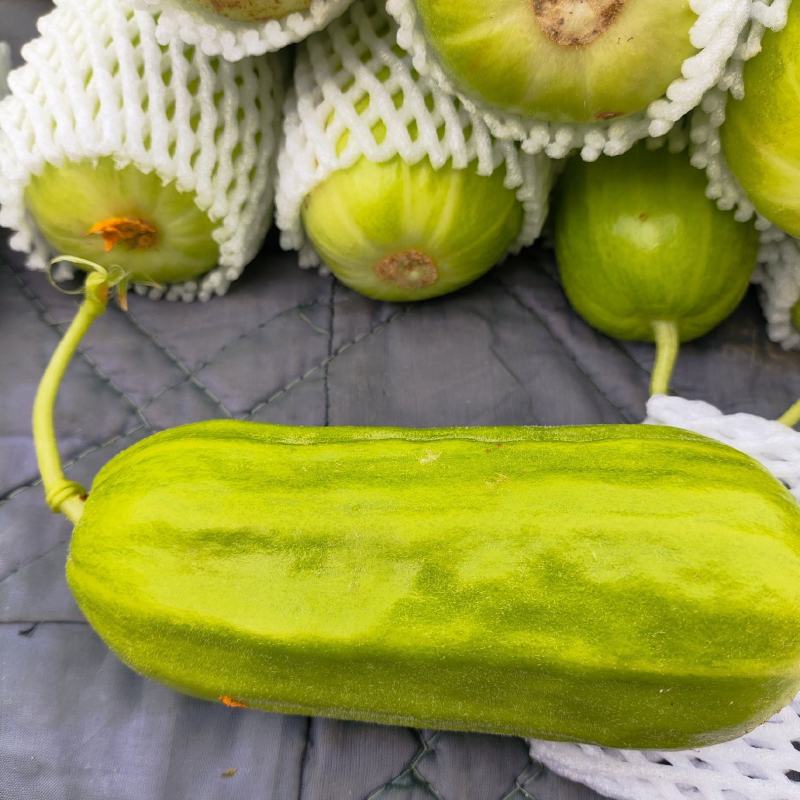 八棱脆瓜