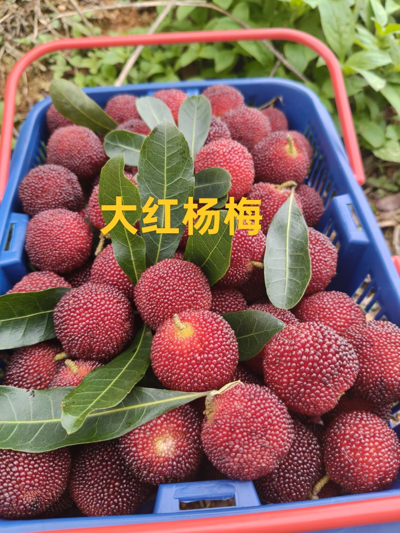 金灶杨梅大量上市