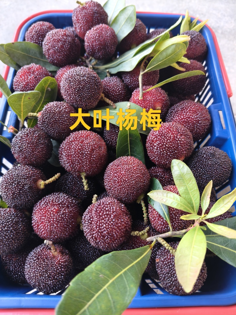 金灶杨梅大量上市