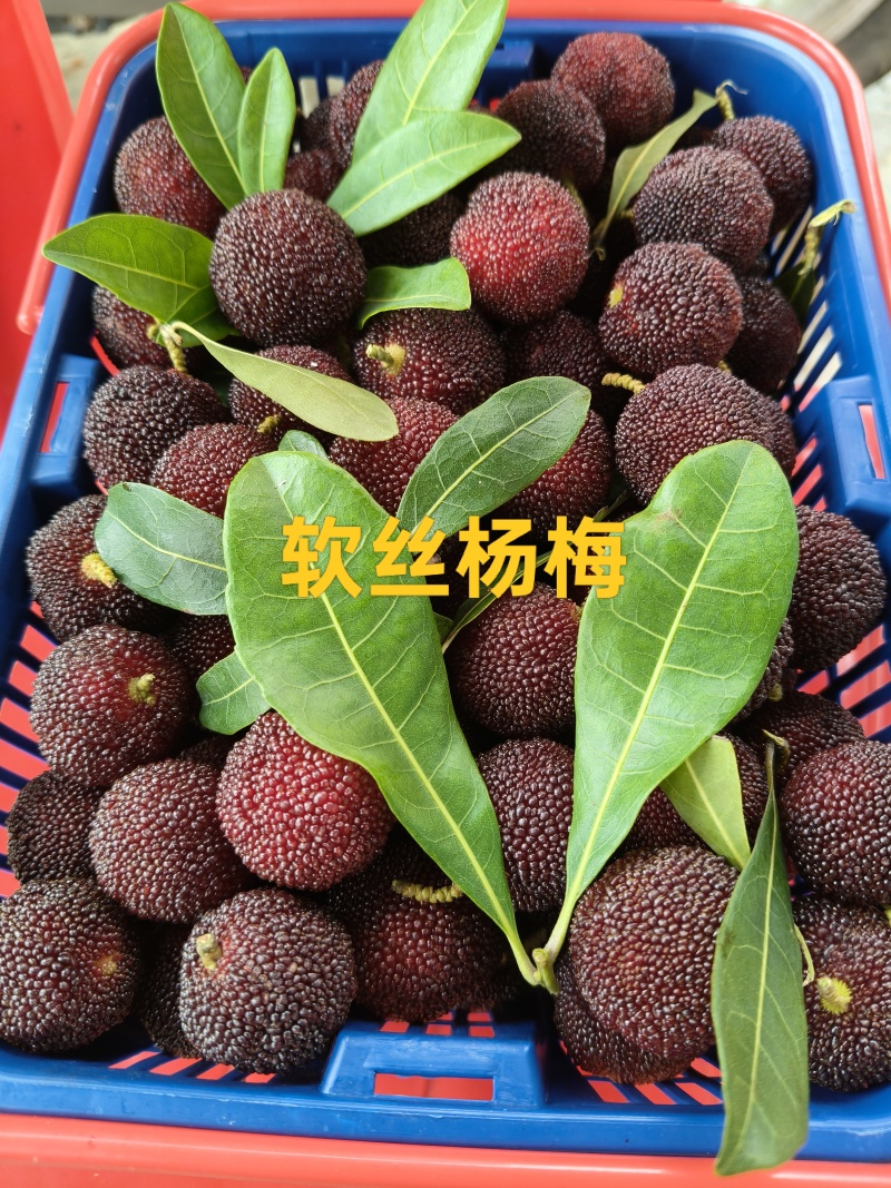 金灶杨梅大量上市