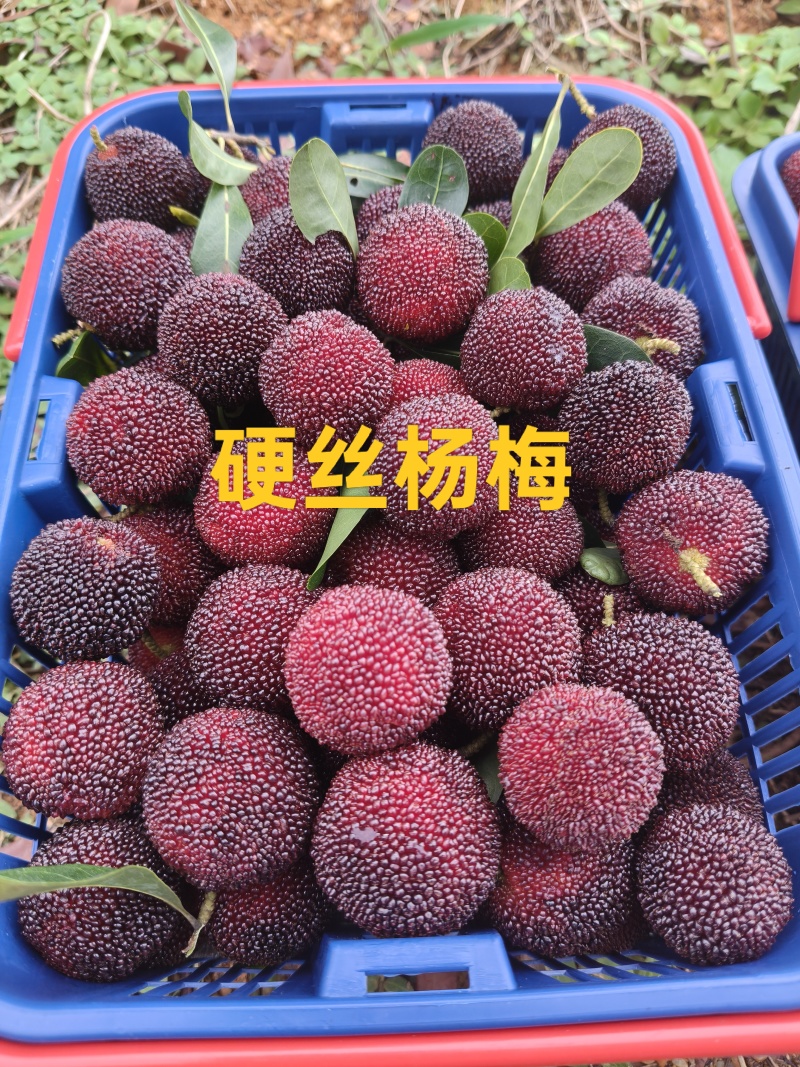 金灶杨梅大量上市