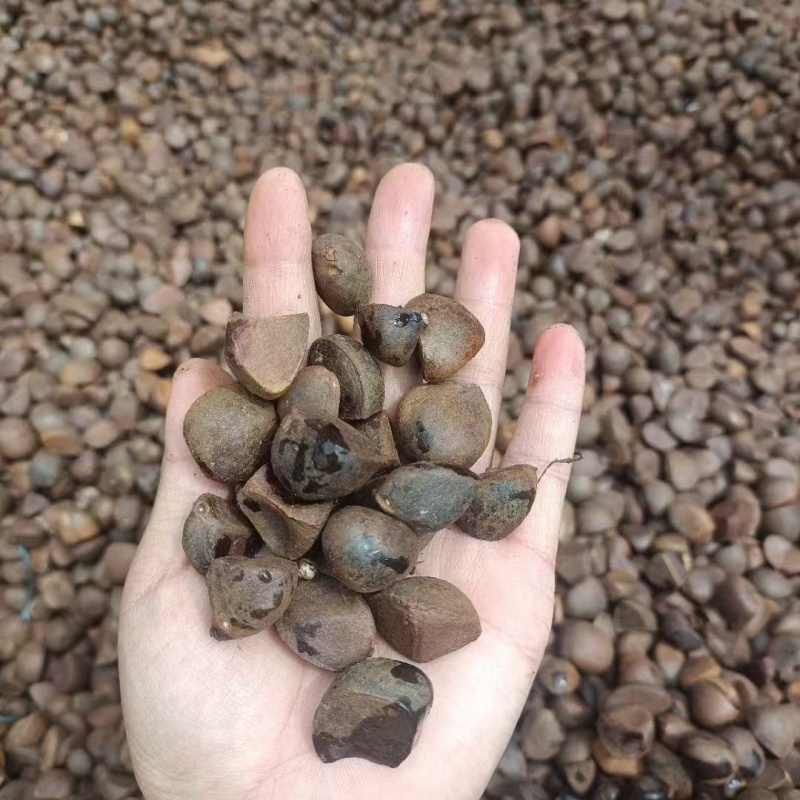 油茶籽#油茶果#大量供应油茶净籽，油茶鲜果