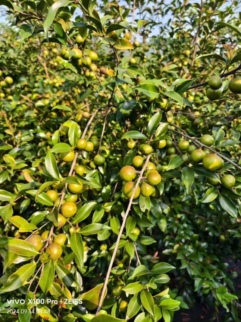 油茶籽#油茶果#大量供应油茶净籽，油茶鲜果