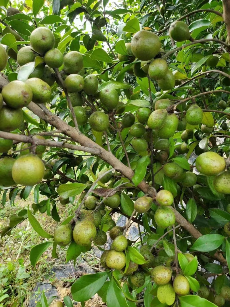 油茶籽#油茶果#大量供应油茶净籽，油茶鲜果