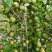 油茶籽#油茶果#大量供应油茶净籽，油茶鲜果