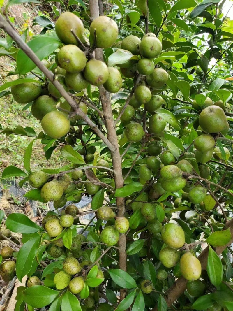 油茶籽#油茶果#大量供应油茶净籽，油茶鲜果