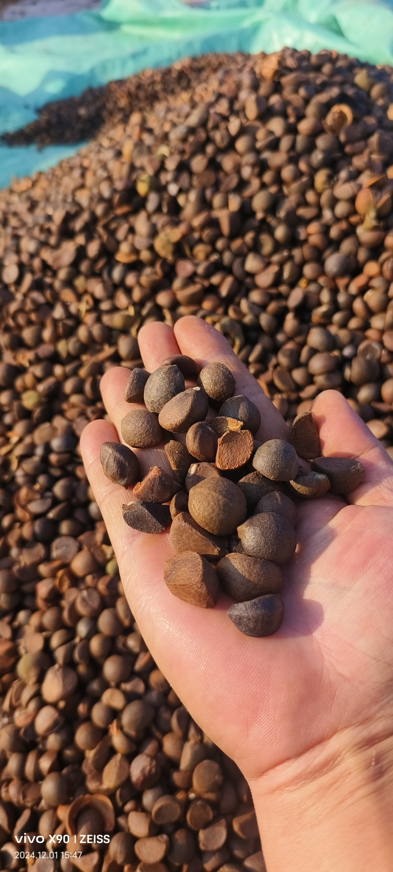 油茶籽#油茶果#大量供应油茶净籽，油茶鲜果