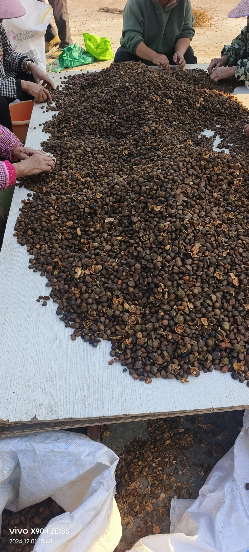 油茶籽#油茶果#大量供应油茶净籽，油茶鲜果
