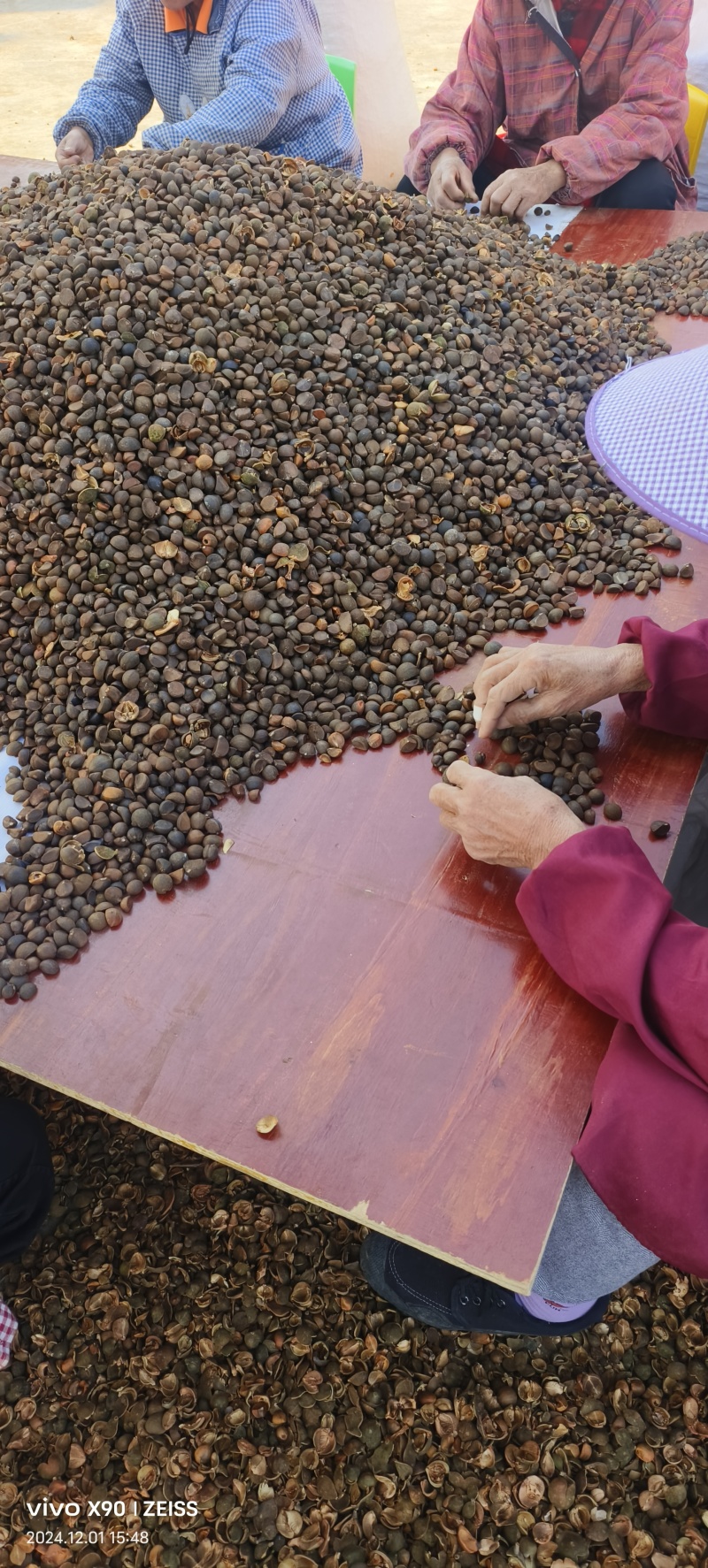 油茶籽#油茶果#大量供应油茶净籽，油茶鲜果