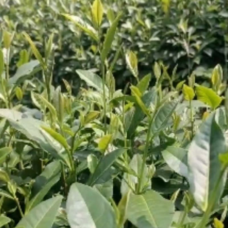 毛尖信阳2026新茶叶雨前口粮茶高山粟香茶场直销炒青绿茶