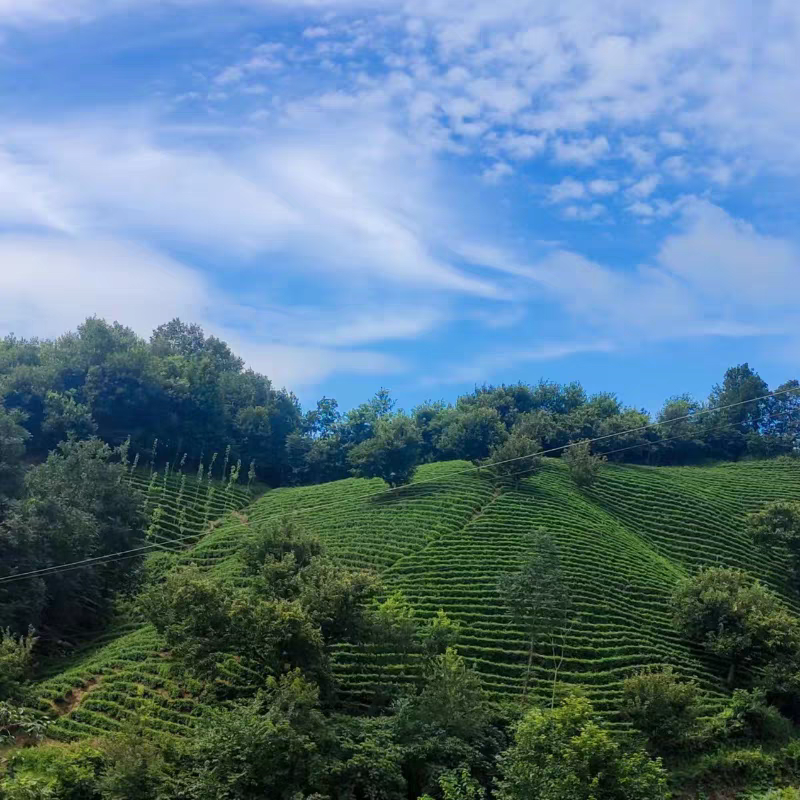 毛尖信阳2026新茶叶雨前口粮茶高山粟香茶场直销炒青绿茶