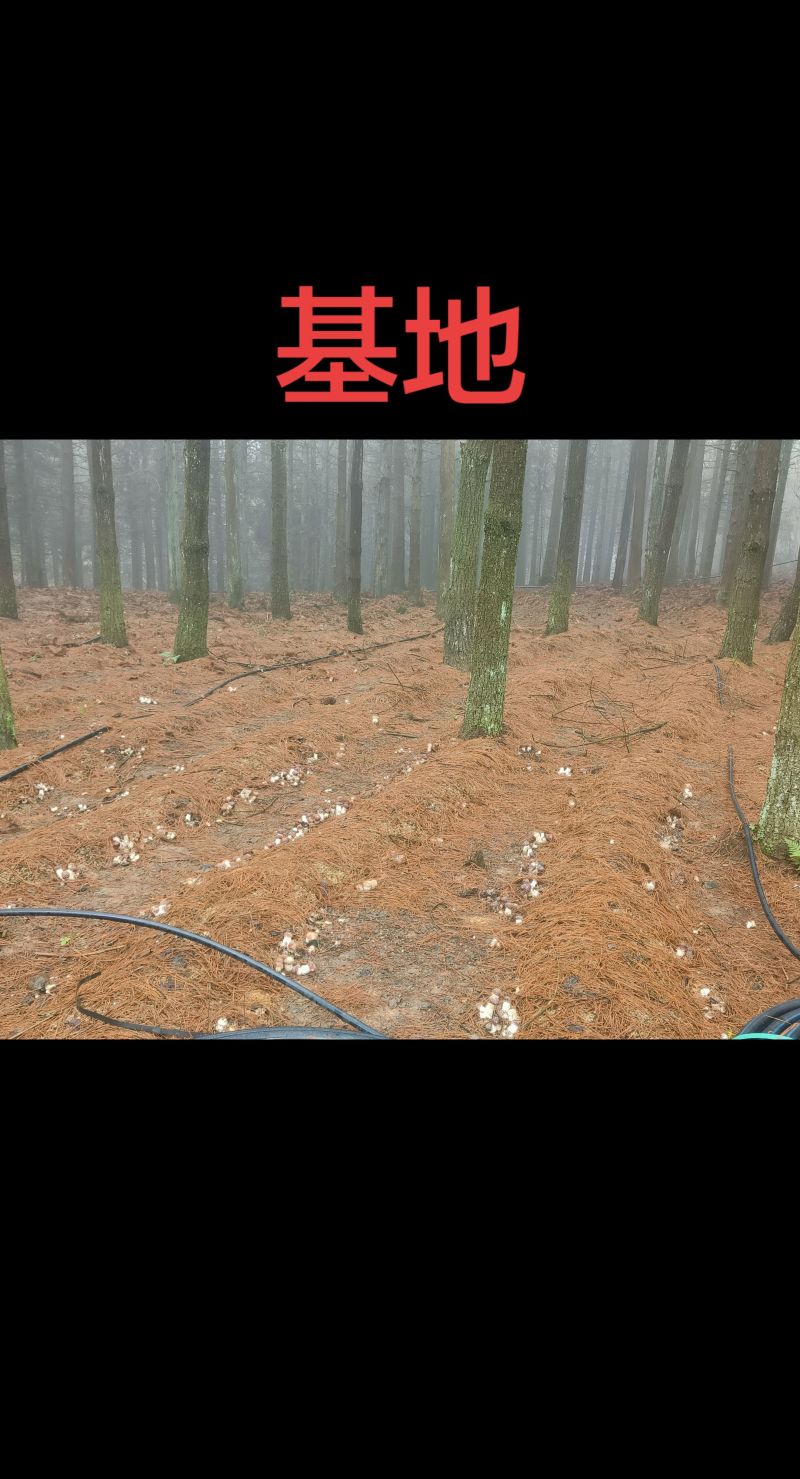 赤松茸菌(云南高原)