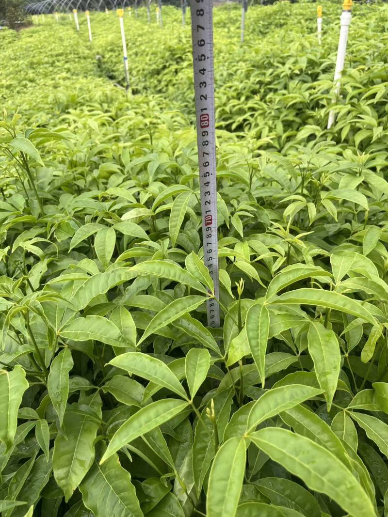 三叉苦中药材自家基地一手货源自产自销量大价格便宜