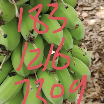 苹果蕉