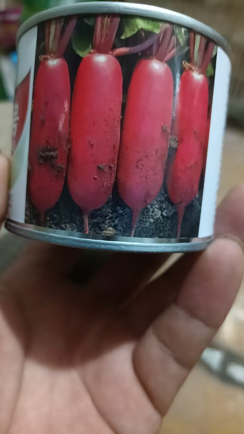 水果萝卜种子春秋青脆1号，厂家直发，品质保证，诚信经营