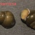 贵州榕江村超产地直发鲜活中华圆田螺现捞现发后壳饱满