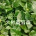 大树番茄，鸡蛋果苗，需要的联系