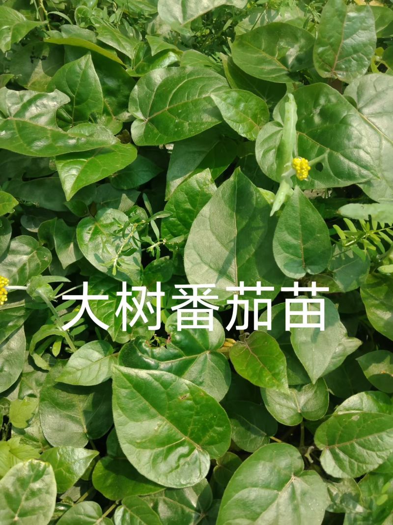 大树番茄，鸡蛋果苗，需要的联系