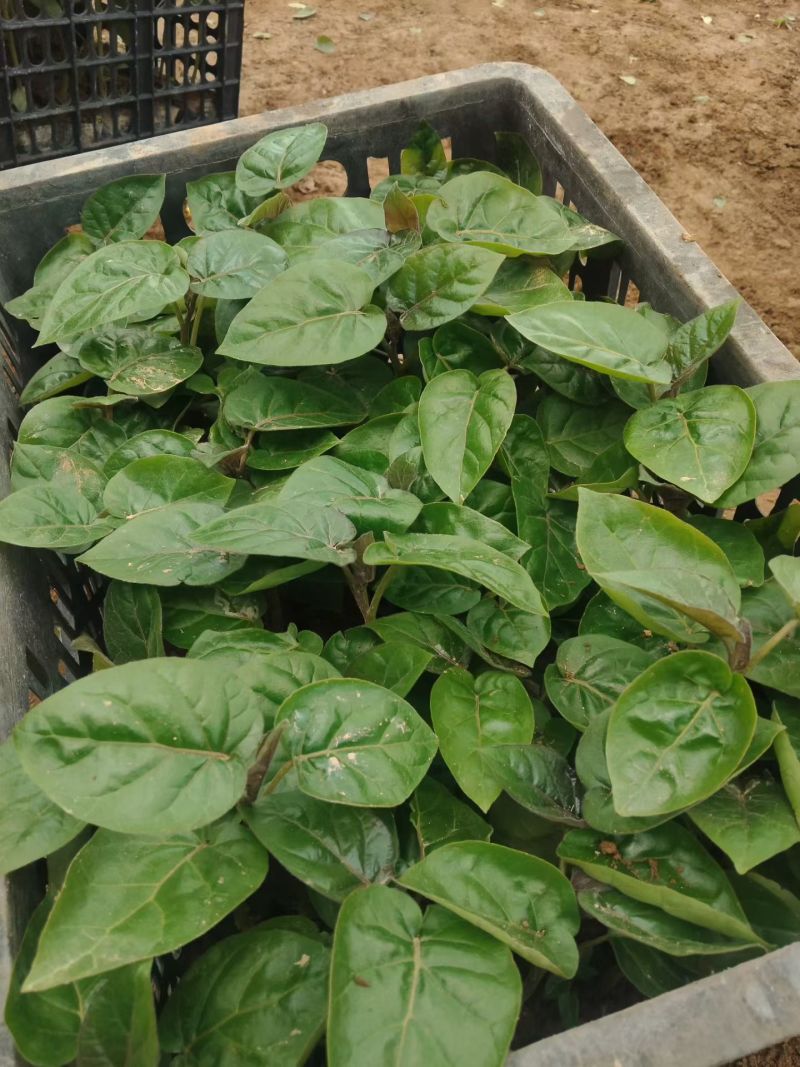 大树番茄，鸡蛋果苗，需要的联系