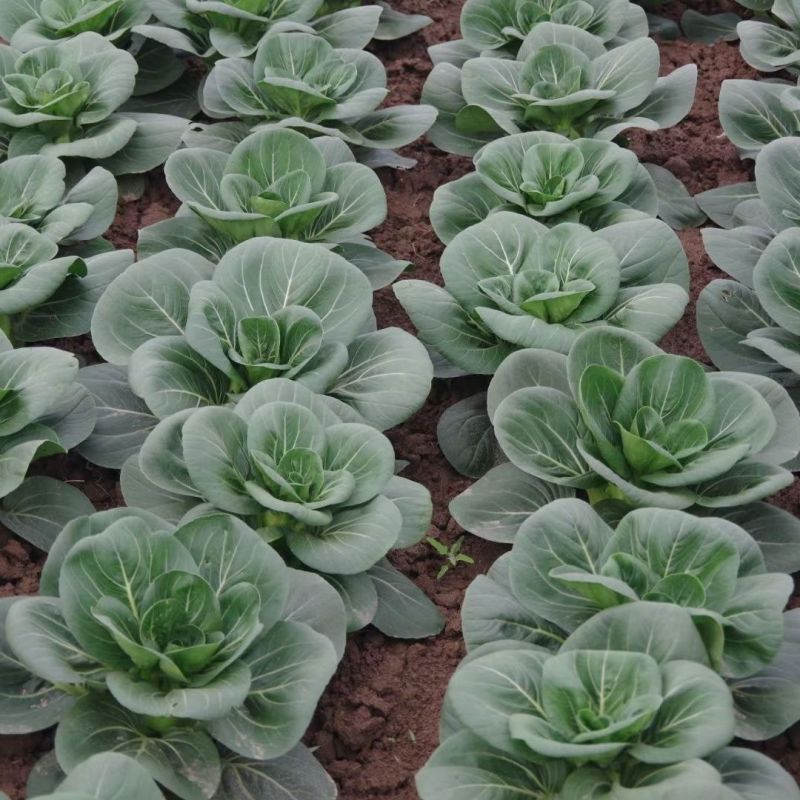 新种短箕苏州青菜种子黑叶矮脚苏州青菜种子耐热耐寒农家四季