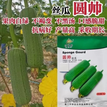 中田金品圆帅丝瓜种子中筒形绿皮肉丝瓜种籽高温不褐色口感
