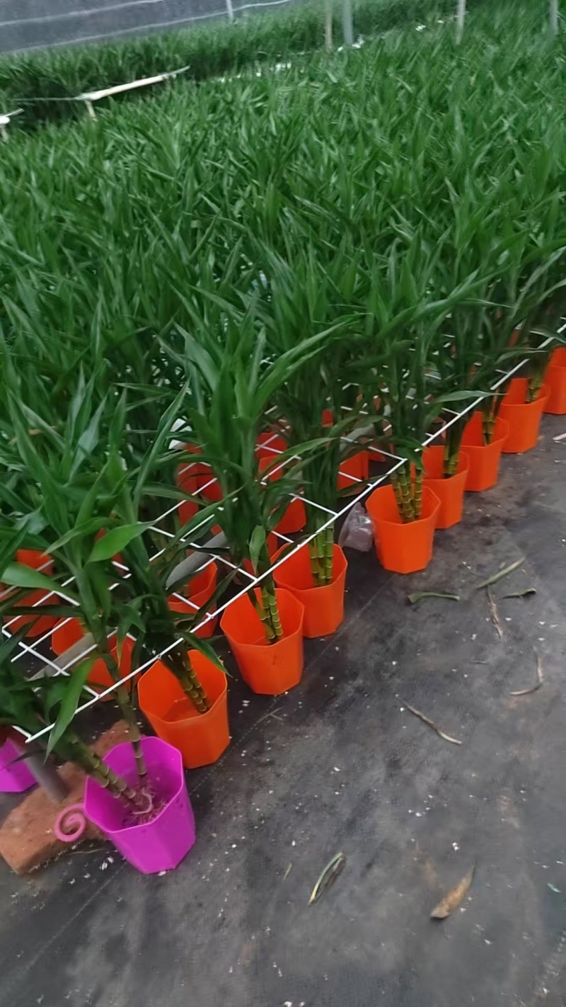 带根富贵竹盆栽绿植自家基地质优价廉包养活桌面小盆栽带