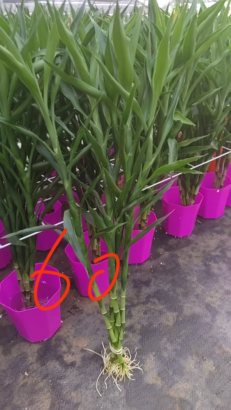 带根富贵竹盆栽绿植自家基地质优价廉包养活桌面小盆栽带
