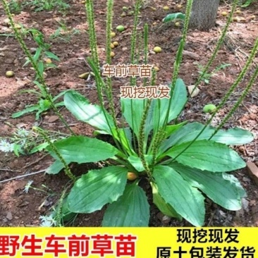 新鲜车前草***野生整颗带根车前草车轮菜车轱辘菜车前草新