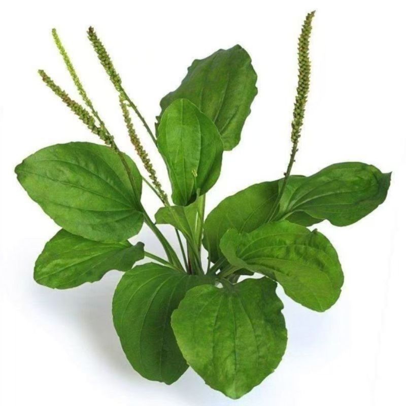 新鲜车前草***野生整颗带根车前草车轮菜车轱辘菜车前草新