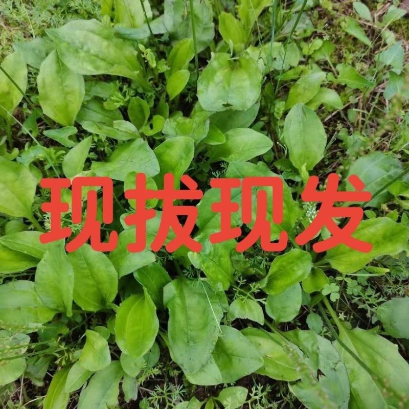 新鲜车前草***野生整颗带根车前草车轮菜车轱辘菜车前草新