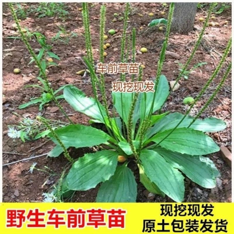 新鲜车前草***野生整颗带根车前草车轮菜车轱辘菜车前草新