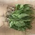 新鲜车前草***野生整颗带根车前草车轮菜车轱辘菜车前草新
