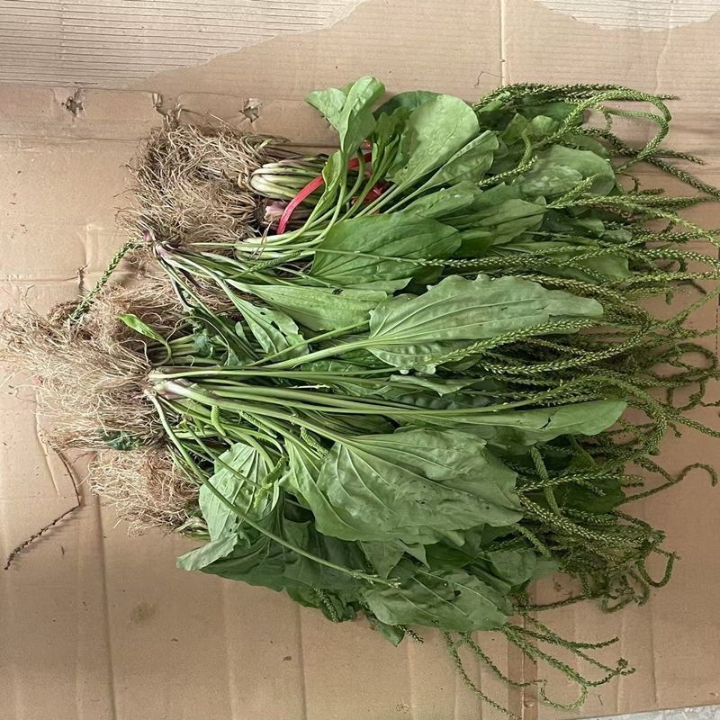 新鲜车前草***野生整颗带根车前草车轮菜车轱辘菜车前草新