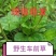新鲜车前草***野生整颗带根车前草车轮菜车轱辘菜车前草新