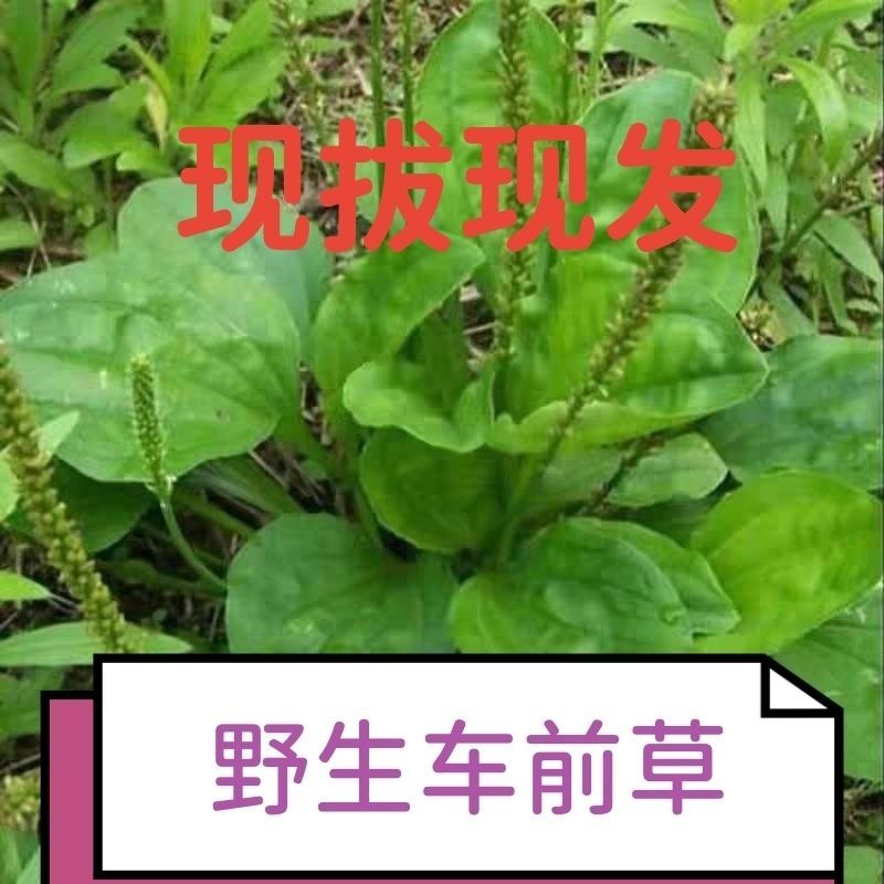 新鲜车前草***野生整颗带根车前草车轮菜车轱辘菜车前草新