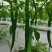 广西基地直供！8号线椒3号线椒！SGS检测报告！物超所值