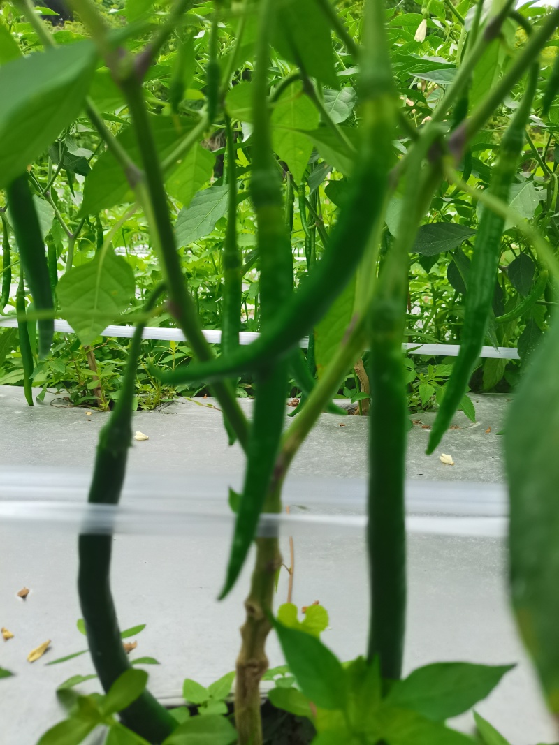 广西基地直供！8号线椒3号线椒！SGS检测报告！物超所值